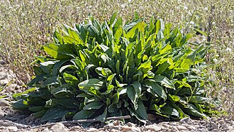 acetosa