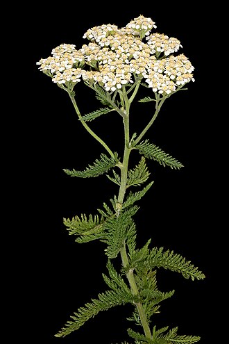 achillea