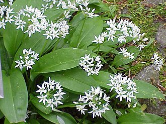 aglio-orsino
