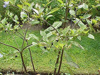 belladonna