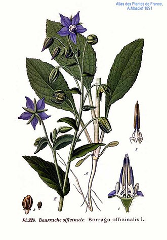 borragine
