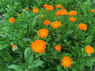 calendula
