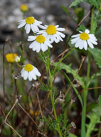 camomilla