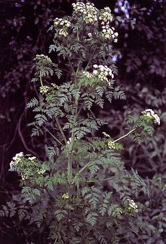 cicuta