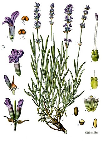 lavanda
