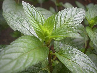 menta