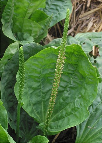 piantaggine