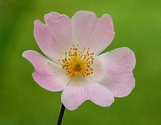 rosa-canina