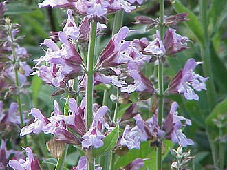 salvia