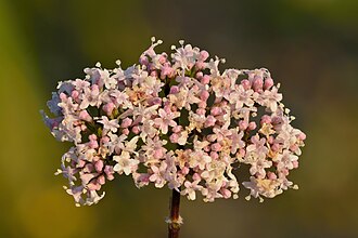 valeriana